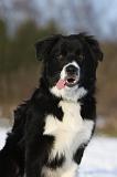 BORDER COLLIE 1124